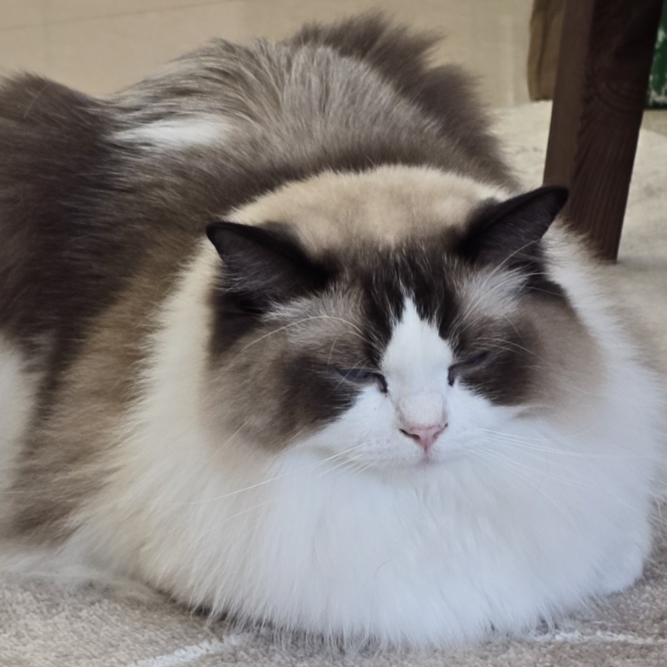Just lost my paws